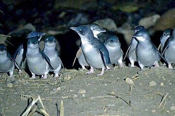 Dunedin Otago Peninsula Evening Watching Blue Penguins