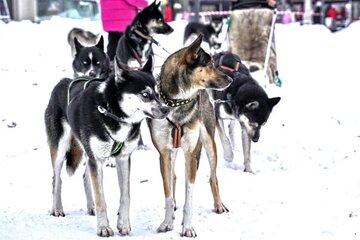 Sled Dogs Experience in Tartu