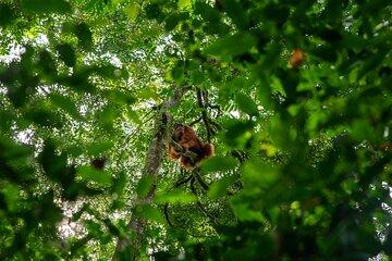 Private Tour : 4 Days Bukit Lawang Tour (Trekking and Rafting)
