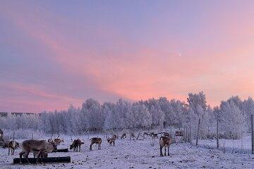 Experience a Hands On Reindeer Feeding and Sámi Culture 10:30 am