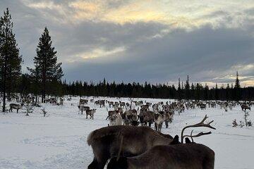 A Life Long Experience Feeding Wild Roaming Reindeers in Sweden