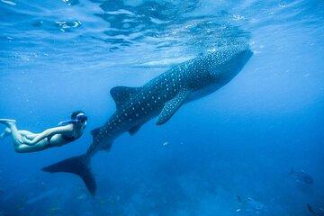 Swim with Whale Sharks, Explore Sumilon Sandbar and Kawasan Falls