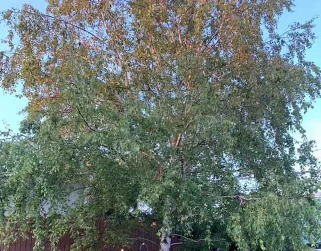 Cottage Village 宿り木荘