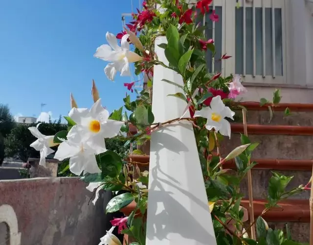 Casa Vacanza Anacapri Sunrise