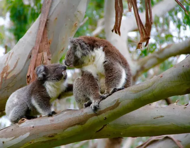 Bimbi Park - Camping Under Koalas