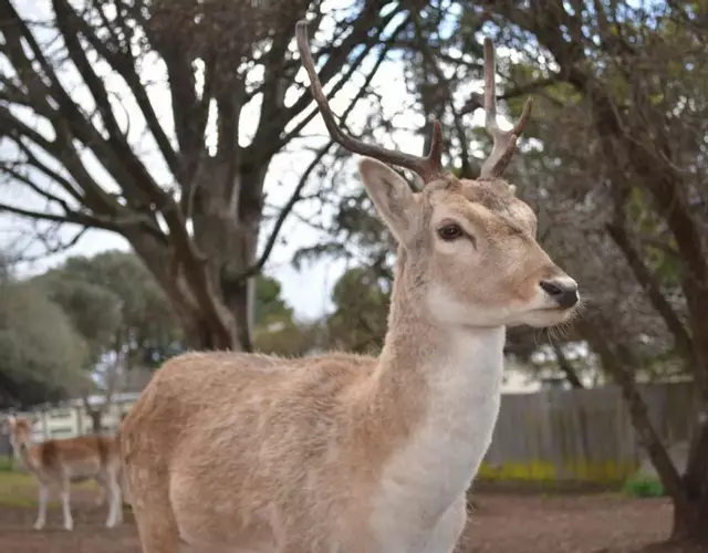 Deer Park Motor Inn Armidale