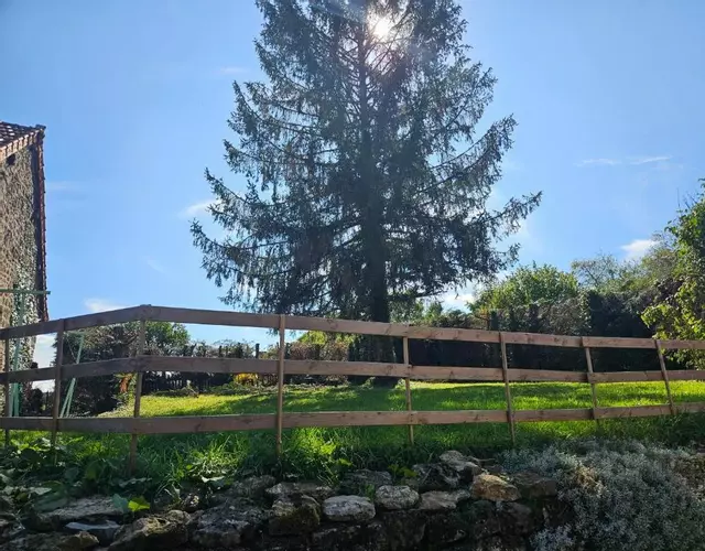 L'epicéa