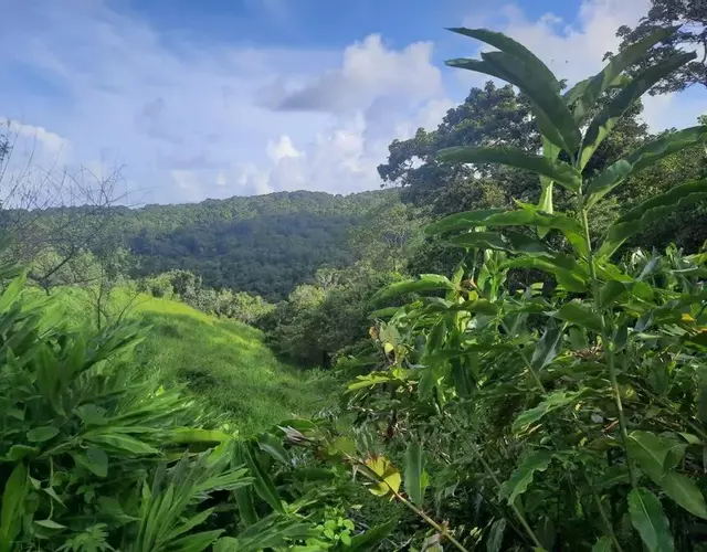 Les Roses Porcelaines