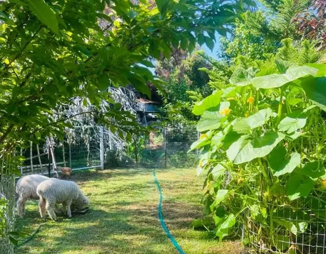 Bird Paradise & mini farm