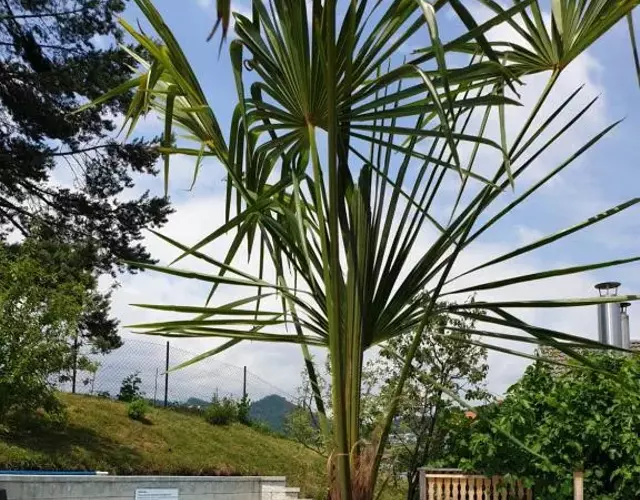 Planika Holiday Home