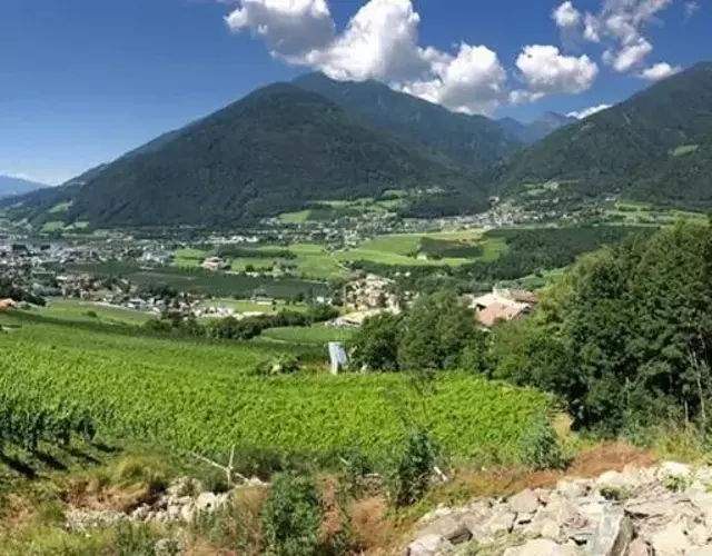 BUEHLERHOF Agriturismo, Obst-&Weingut, Urlaub mit Hund, Bauernhof, Brixen