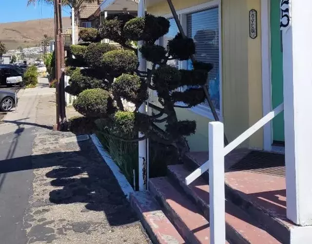 Cypress Tree Motel