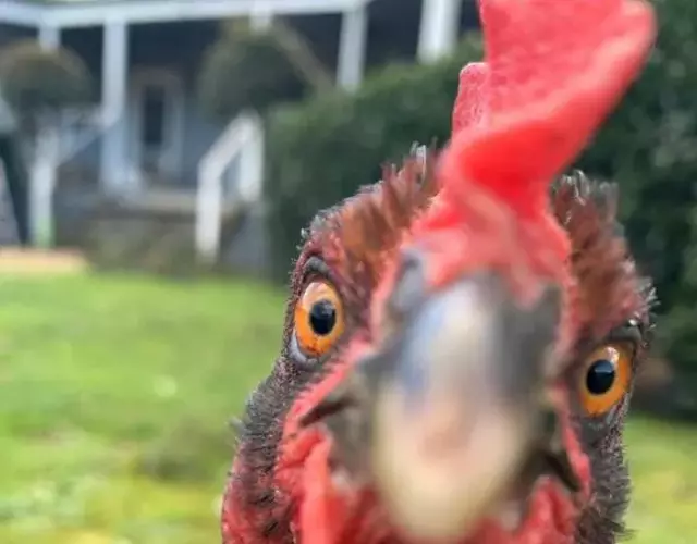 Farm Stay POPLAR Cottage at Wilindi Estate