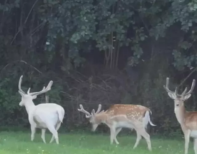 Creebridge Caravan Park