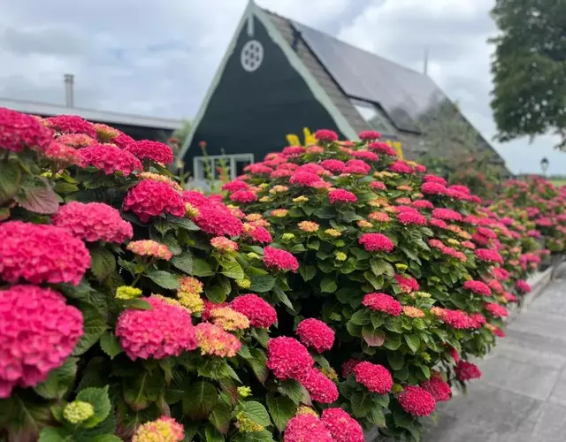 Vakantiehuis Het Uilennest