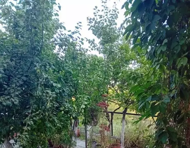 Vasiliki