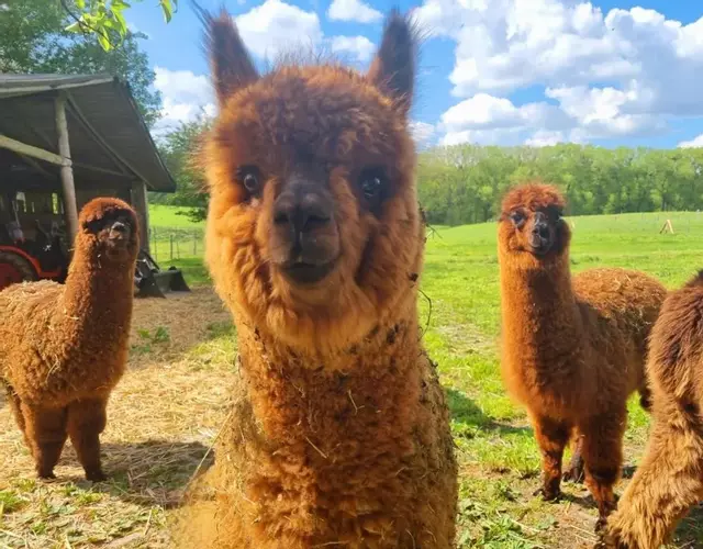 Alpaka Ferienhof Lübsee