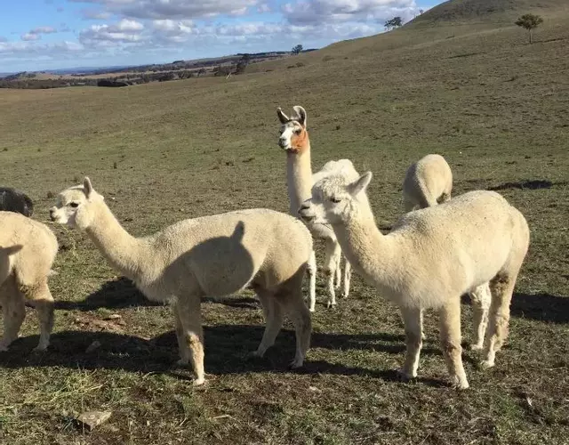 GOULBURN ALPACA FARM STAY