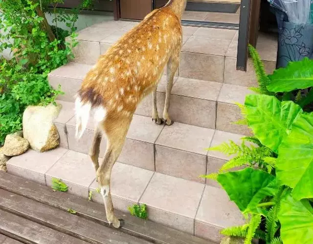 Deer hostel - Nara Old Town - 英語予約限定