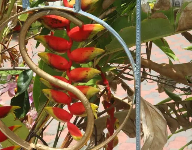 Sweetsop Jamaica Villa and Tour