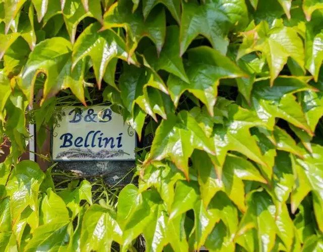 B&B Bellini