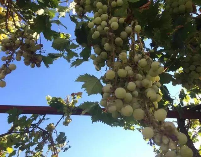 Casita Azul Homestay