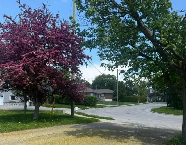 多伦多美丽房间- Great Location