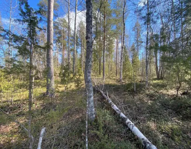 Lammassaari