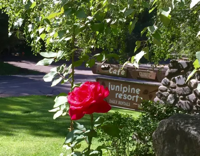 Junipine Resort