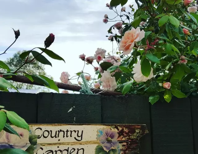 Dragonflycottagebnb