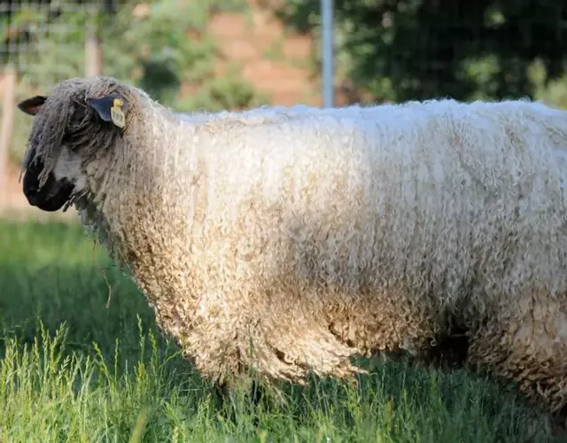 Wine Country Private Working Sheep Farm; Rustic Elegance