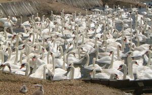 Abbotsbury