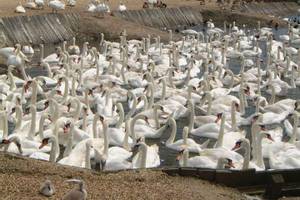 Abbotsbury