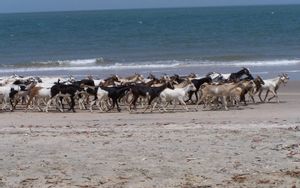 Banjul