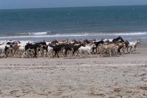 Banjul