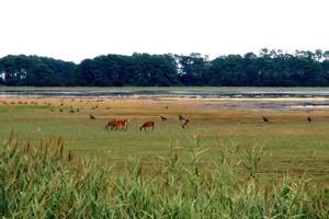 Chincoteague