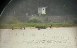 Dandong