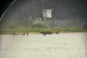 Dandong
