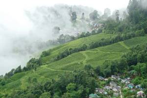 Darjeeling