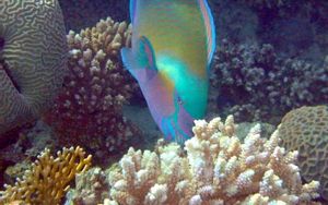 Eilat