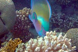 Eilat