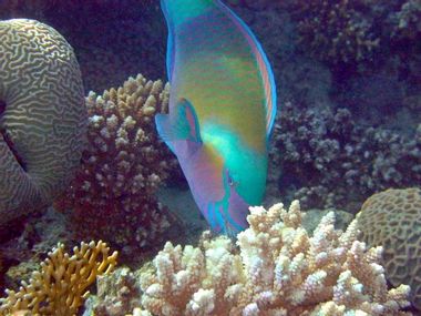 Eilat