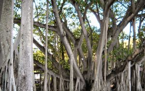 Fort Myers