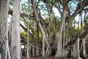 Fort Myers