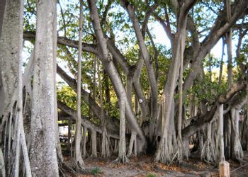Fort Myers