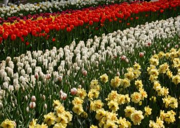 Lisse