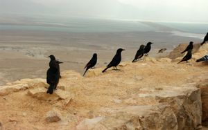 Masada