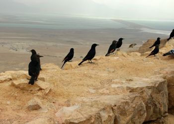 Masada