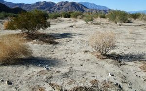 Palm Desert