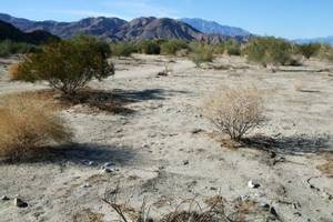 Palm Desert
